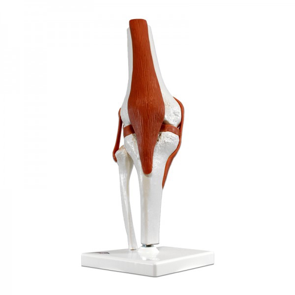 Articulación de la rodilla (Modelo funcional) Articulación de la rodilla (Modelo funcional)